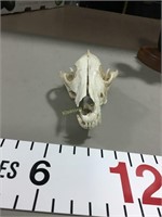Asian Wolf Skull - From Lot 617