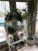 Collection of Plants, Seashells & Other Décor