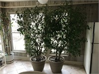 Pair of Very Large Indoor Live Trees