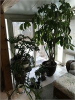 Large Collection of Living Plants, Trees & More