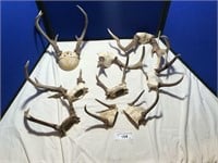 9 Sets of Various Sized Antlers