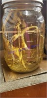 Ginseng in water