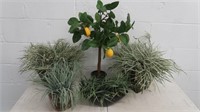 Artificial Plants/Greenery
