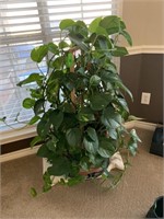 VERY LARGE IVY PLANT