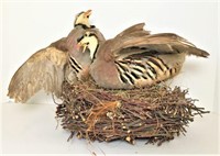 Hungarian Partridges on Nest