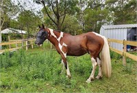 (NSW) : SONNY - Clydie x Paint Gelding