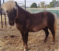 (NSW): HTH BOSS BABY - Miniature Stallion