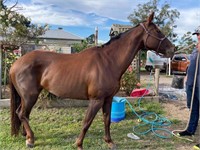 (VIC): BEAUTY - Stock Horse x TB Mare