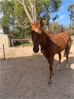 (SA): XANDER (DEVIOUS FELLA 2009) - TB Gelding