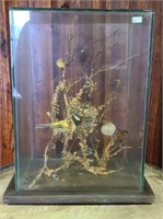 Gorgeous bird insect  taxidermy in a glass case