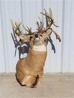 20 Point White Tail Deer Mount (Fake Rack)