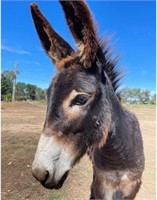 (VIC): KEVIN - Jack Donkey