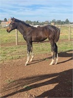 (VIC): LUCY & SASS - Warmblood x TB Mare & Filly