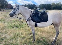 (VIC): TOMMAL SHAYIB - Arabian Gelding