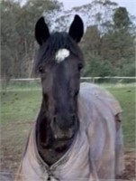 (NSW): PIP - Standardbred Mare