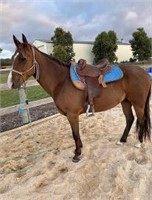 (VIC): CLYDE - Clydie x Stock Horse Gelding