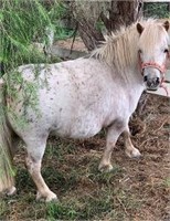 (VIC): TINKERBELL - Miniature Mare
