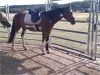 (VIC): BADGER - Paint Gelding