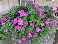 Hanging basket petunia