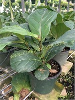 6in potted fiddle leaf fig plant