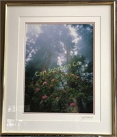 Western Rhododendron and Coast Redwoods Print