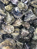 Oyster Lady's Pacific and Kumamoto Oysters +Bonus