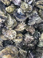 Oyster Lady's Pacific and Kumamoto Oysters