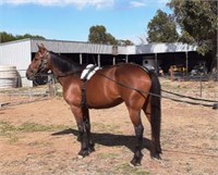 (VIC): SALLY (UNNAMED 2015) - Standardbred Mare