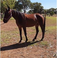 (VIC): (DREAMING MARY 2011) - STB Mare