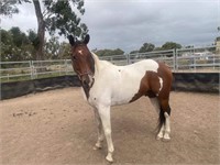 (VIC): STORMIE - QH Gelding