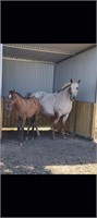 (VIC): IVY & TRIXIE - Appaloosa Mare & Filly Foal