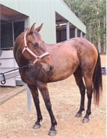 (NSW): CRUZ - Warmblood Gelding