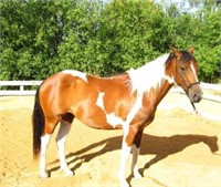 (VIC): ROOSTER - Paint Gelding