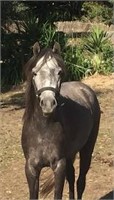 (VIC): MISTY - Australian Pony Mare