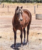(VIC): CHATEAU GAY GLYNIS - Welsh B Filly
