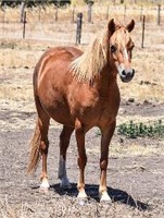 (VIC): CHATEAU GAY GEEGEE - Part Welsh Filly