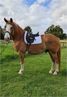 (VIC): DUKE - Belgian Draft x Gelding