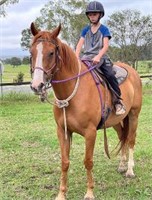 (NSW): TEXAS - QH Gelding