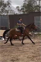 (NSW): TILLY - Welsh x Stock Horse Mare