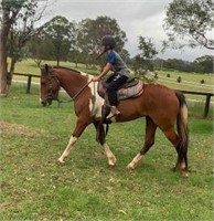 (NSW): LEGEND - Paint Gelding