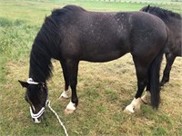 (VIC): CLEOPATRA - Clydesdale x Appaloosa Mare