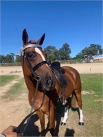 (NSW): BLUSH - Warmblood Mare