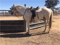 (VIC): MAIZIE - Stock Horse x Anglo Arabian Mare