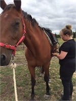 (VIC): STAR (UNNAMED 2013)  - STB Gelding