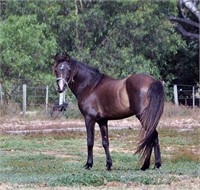 (VIC): BALLYNAMONA SHILOH - Part Welsh Stallion