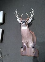 10 Point Buck Mount