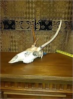 Deer skull 1