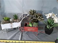 Suckle plant collection