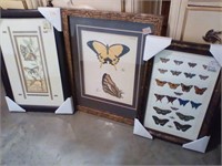 3 framed butterfly pictures