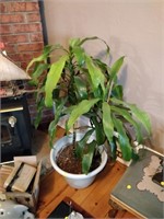 indoor plant in pot 42"H